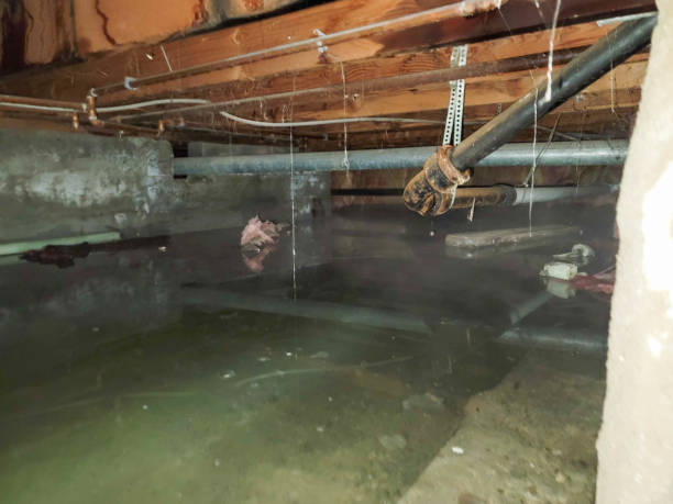 Best Water damage restoration near me  in Livonia, LA